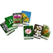 Cartes des Elixirs Floraux Du Dr. Bach - 39 Cartes